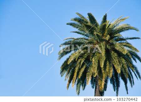 Single, tall palm tree against the blue sky. 103270442