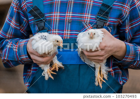 A man farmer in a shirt and overalls, holds a two dwarf white chickens close up in his hands poultry farming agriculture A man farmer in a shirt and overalls, holds a two dwarf white chickens close up in his hands poultry farming agriculture 103270493
