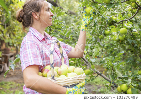 Young woman holding wicker basket and harvesting apples from fruit tree Young woman holding wicker basket and harvesting apples from fruit tree 103270499