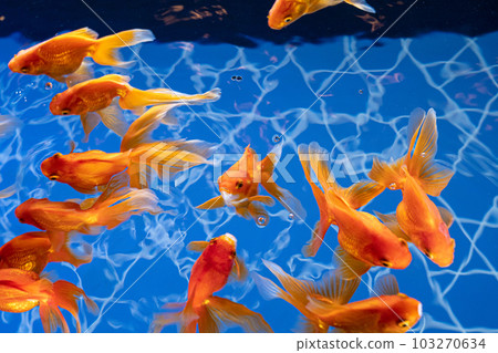 隅田水族館金魚 隅田水族館金魚 103270634