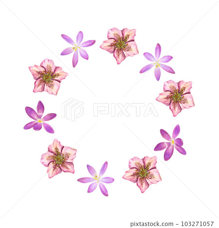 Watercolor wreath of hellebores, crocuses isolated on white background. Botanical illustration for postcard design, invitation template, Valentines day, birthday, wedding, mother day cards 103271057