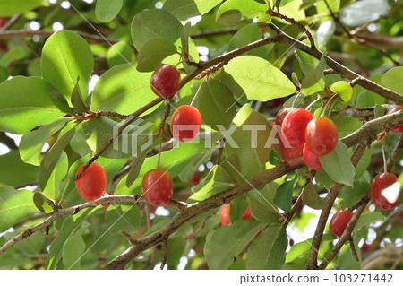 Natsugumi Natsugumi 103271442