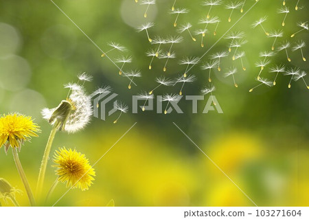 蒼蠅絨毛 103271604