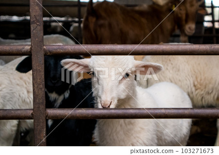 Lots of domestic animals - White sheep and brown goats - in a pen behind a fence looking at a camera. Farm animals in a village. Animal husbandry, farming. Agriculture animal, pets. Funny muzzles. Lots of domestic animals - White sheep and brown goats - in a pen behind a fence looking at a camera. Farm animals in a village. Animal husbandry, farming. Agriculture animal, pets. Funny muzzles. 103271673