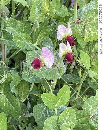 Pea flowers, beans, fields 103272036