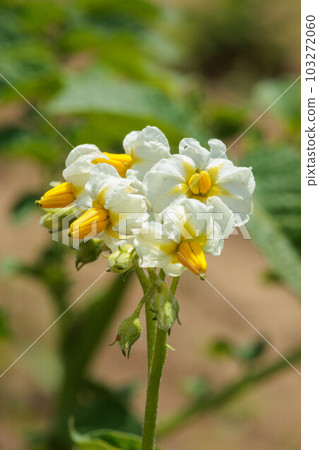 White potato flowers 103272060