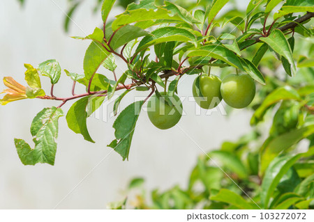 big plum fruit 103272072