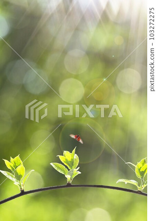 若葉光瓢蟲 若葉光瓢蟲 103272275