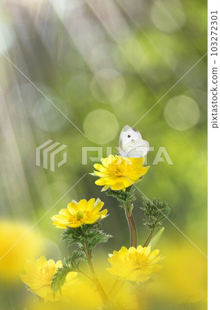 Dandelion light cabbage butterfly Dandelion light cabbage butterfly 103272301