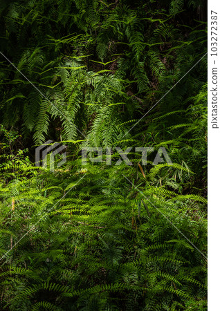 大阪府交野市森林地面上生長的市民之森星田園地蕨類植物 103272387