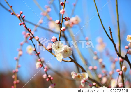 朱鹮淡粉色梅花舞 103272506