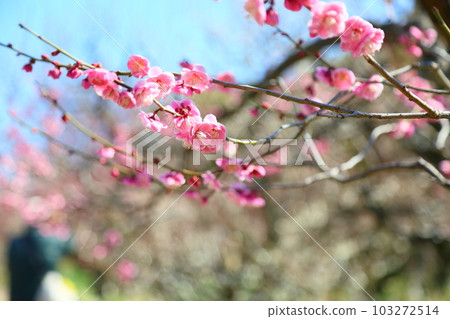 紅梅雙梅花 103272514