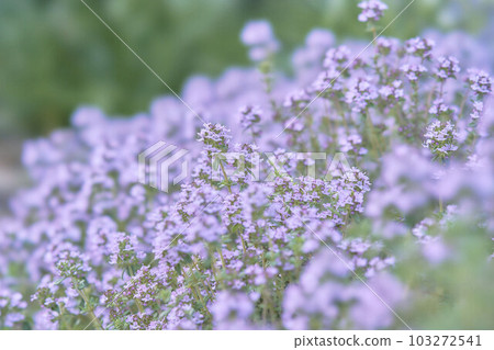 百里香花(藥草) 百里香花(藥草) 103272541