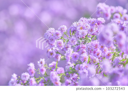 阿斯特的花 103272543