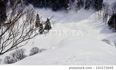 滑雪場管理區外的沼澤和雪松景觀 103272649