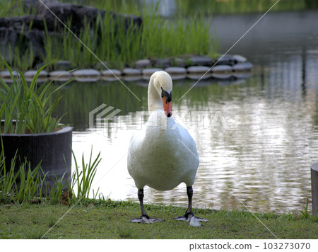 A swan walking along the banks of a pond, Nonaka-cho, Kurume City, Fukuoka Prefecture 103273070