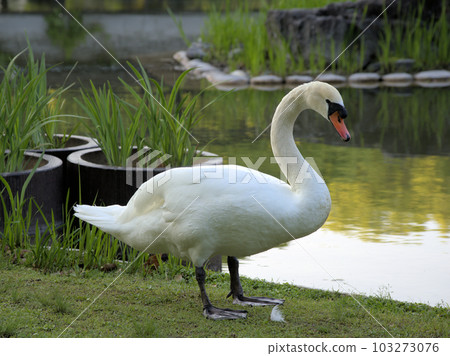 A swan standing by a pond, Nonaka-cho, Kurume City, Fukuoka Prefecture 103273076