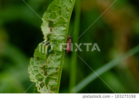 An insect whose whole body is bright red Reduviidae An insect whose whole body is bright red Reduviidae 103273198