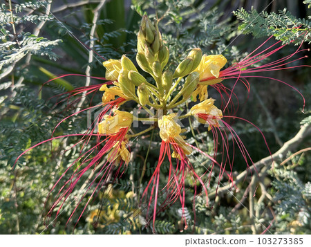 Caesalpinia gilliesii (lat. - Erythrostemon gilliesii) Caesalpinia gilliesii (lat. - Erythrostemon gilliesii) 103273385