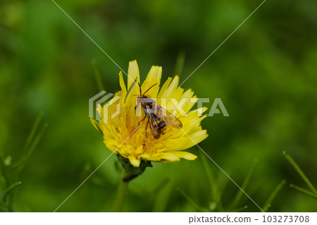 A large bee of the Apiaceae family sucking nectar from a dandelion flower A large bee of the Apiaceae family sucking nectar from a dandelion flower 103273708