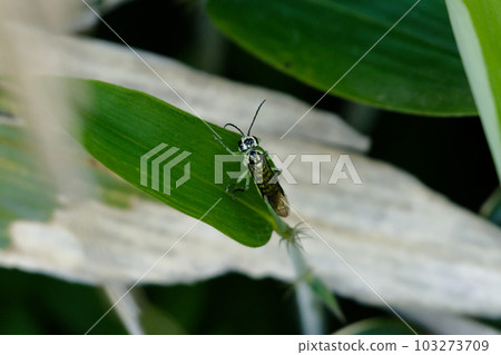 棲息在竹葉上的葉蜂 chromnea 葉蜂 棲息在竹葉上的葉蜂 chromnea 葉蜂 103273709