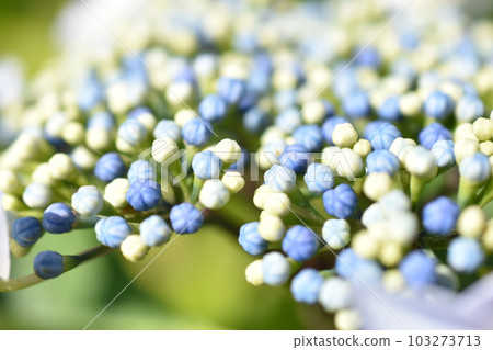 Hydrangea-02 103273713