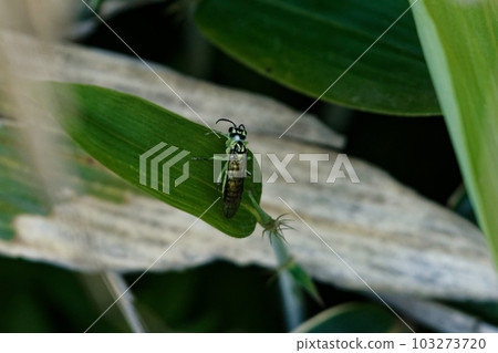 棲息在竹葉上的葉蜂 chromnea 葉蜂 103273720