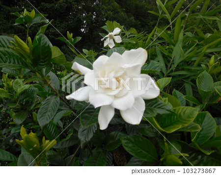 Gardenia 103273867