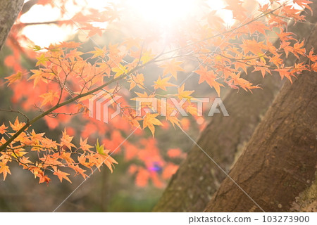 Autumn leaves shining in backlight Autumn leaves shining in backlight 103273900