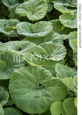 Fuuki leaves Fuuki leaves 103273902