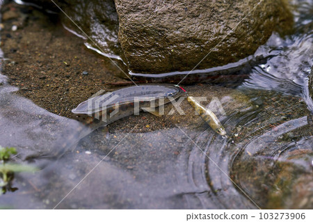 尼子 尼子 103273906