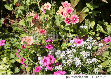 Flowers in a flower bed bathed in sunlight Flowers in a flower bed bathed in sunlight 103274068