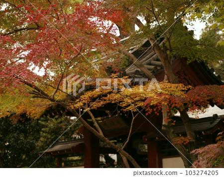 北小金本堂寺美麗的秋葉 北小金本堂寺美麗的秋葉 103274205
