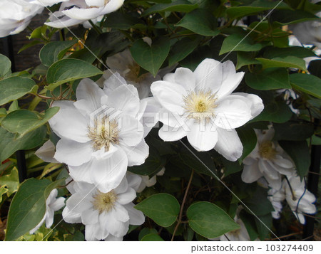 Clematis Clematis 103274409