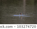 Kingfisher 103274720