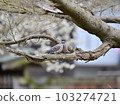 Turtledove  103274721