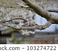 Turtledove  103274722