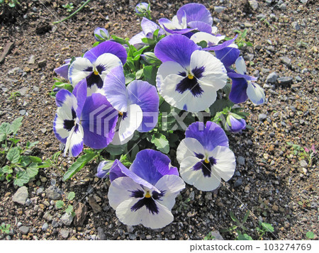 white and purple pansy flowers 103274769