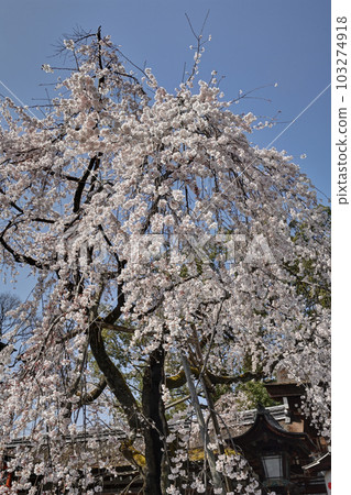 平野神社的櫻花 平野神社的櫻花 103274918