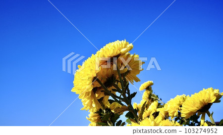 黃色的菊花在藍天的襯托下綻放 黃色的菊花在藍天的襯托下綻放 103274952