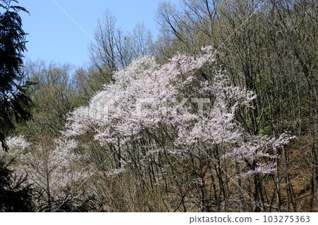 Cherry blossoms in Torominomori 103275363