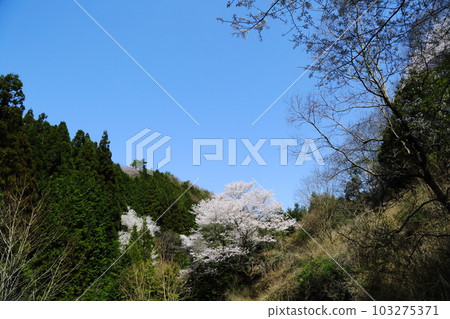 Cherry blossoms in Torominomori 103275371