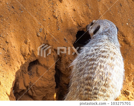 meerkat looking for food meerkat looking for food 103275701