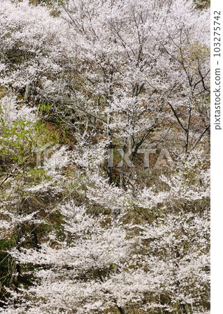 雷鳴森林中的櫻花 103275742
