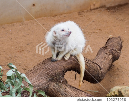 Rare white meerkat on the tree Rare white meerkat on the tree 103275958