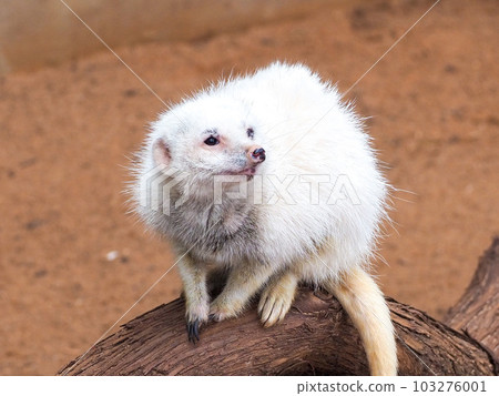 close-up white meerkat 103276001