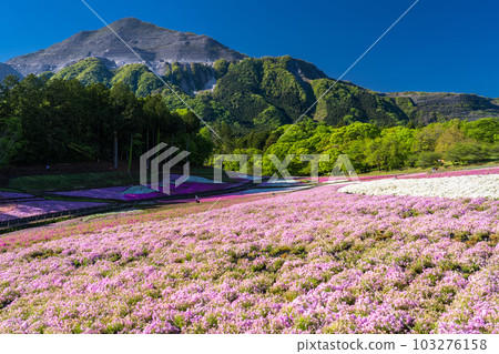 <<Saitama Prefecture>> Chichibu Hitsujiyama Park in Spring with beautiful moss phlox hills 103276158