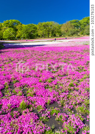 <<埼玉縣>>春天的秩父羊山公園與美麗的苔蘚福祿考山 103276183
