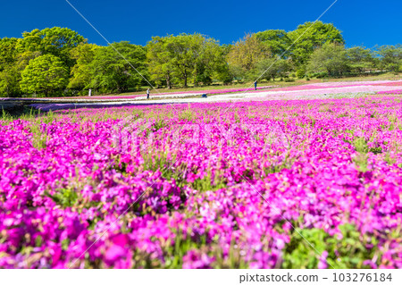 <<埼玉縣>>春天的秩父羊山公園與美麗的苔蘚福祿考山 103276184