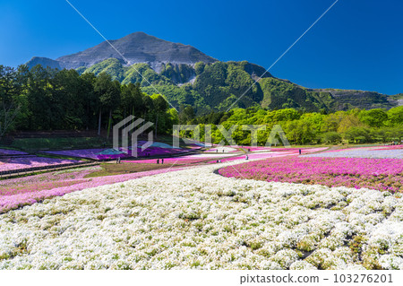 <<埼玉縣>>春天的秩父羊山公園與美麗的苔蘚福祿考山 103276201